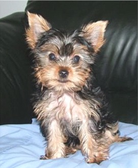 yorkshireterrier_terry.jpg